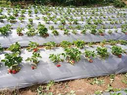 Medan city, Lake Toba, Berastagi tour